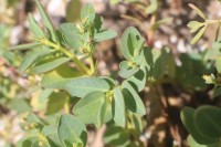 Euphorbia pallens Dillwyn